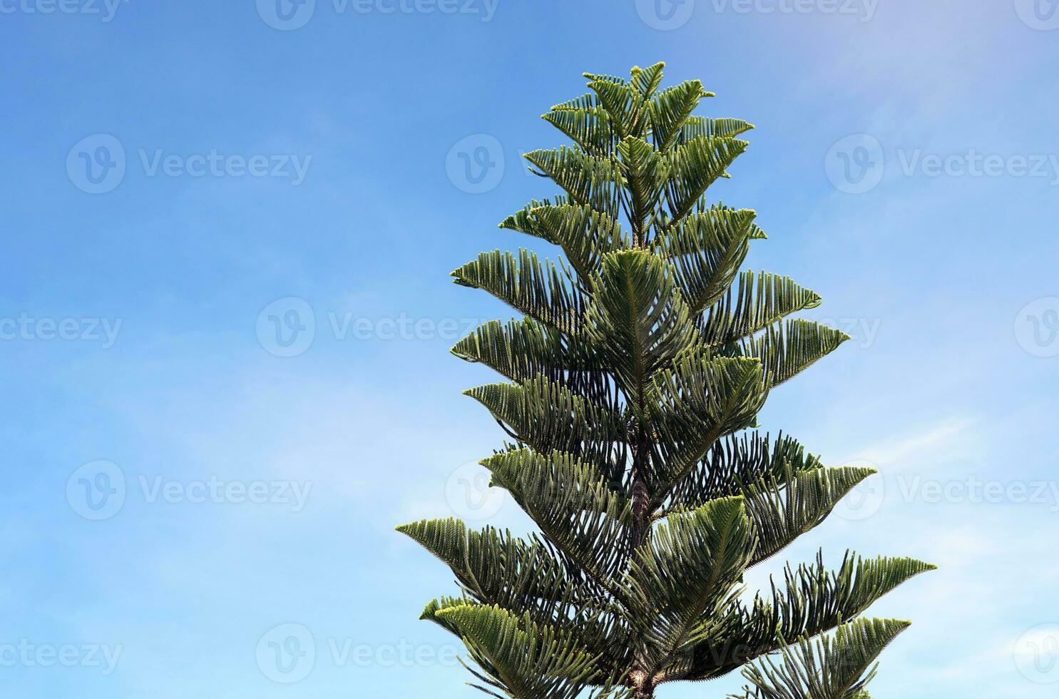 corail récif araucaria ou Norfolk île pin arbre sur ciel Contexte. il est un ornemental usine, ramifié en dehors dans couches magnifique vert feuilles. doux et sélectif se concentrer. photo