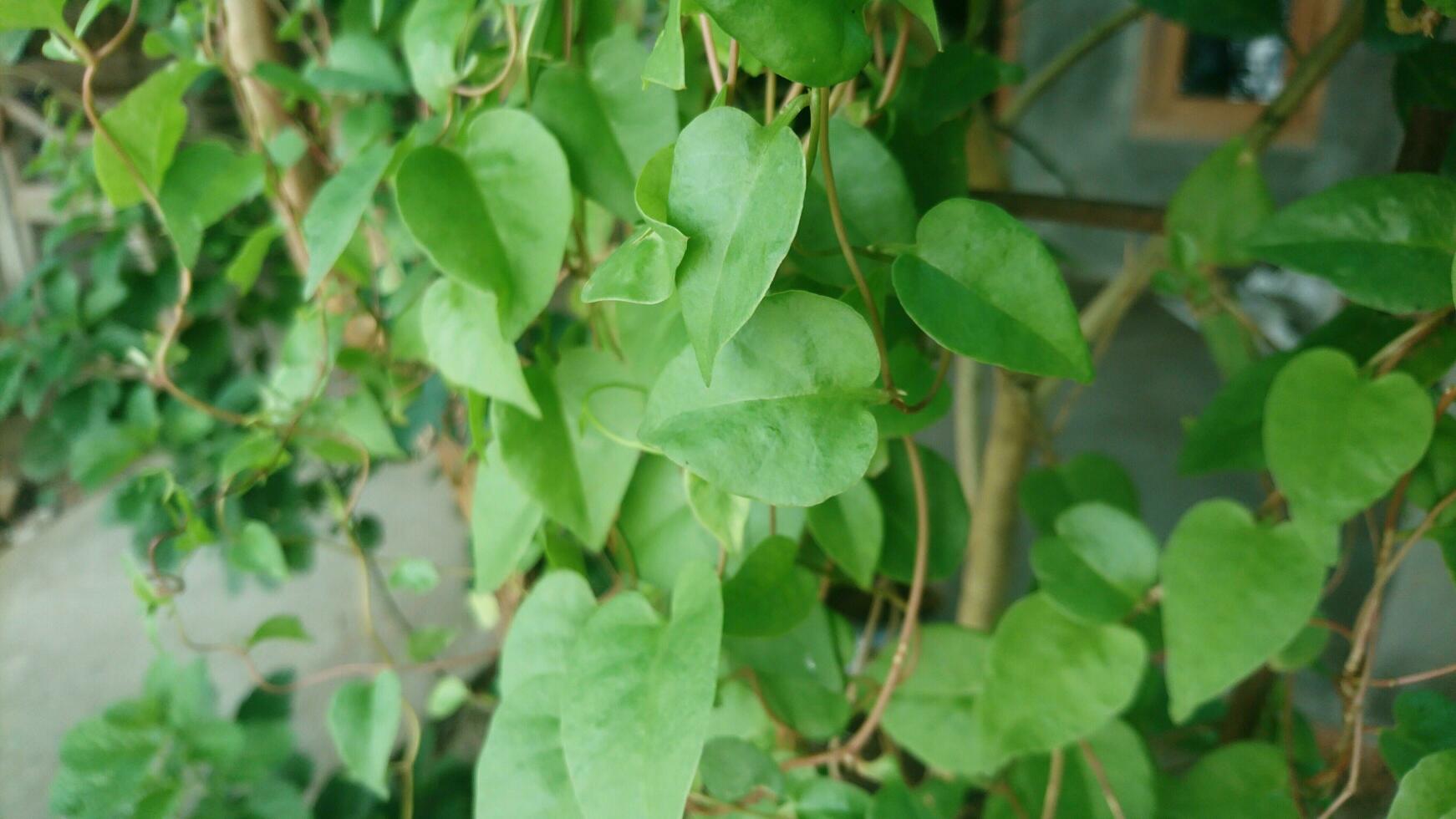 coeur Madère vigne ou binahong croissance dans le jardin photo