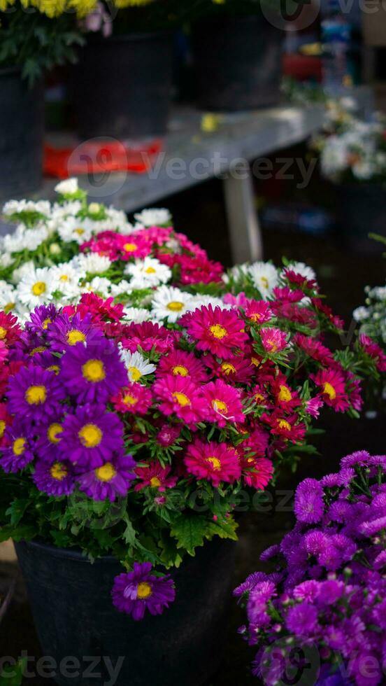 la nature violet fleurs et feuille photo