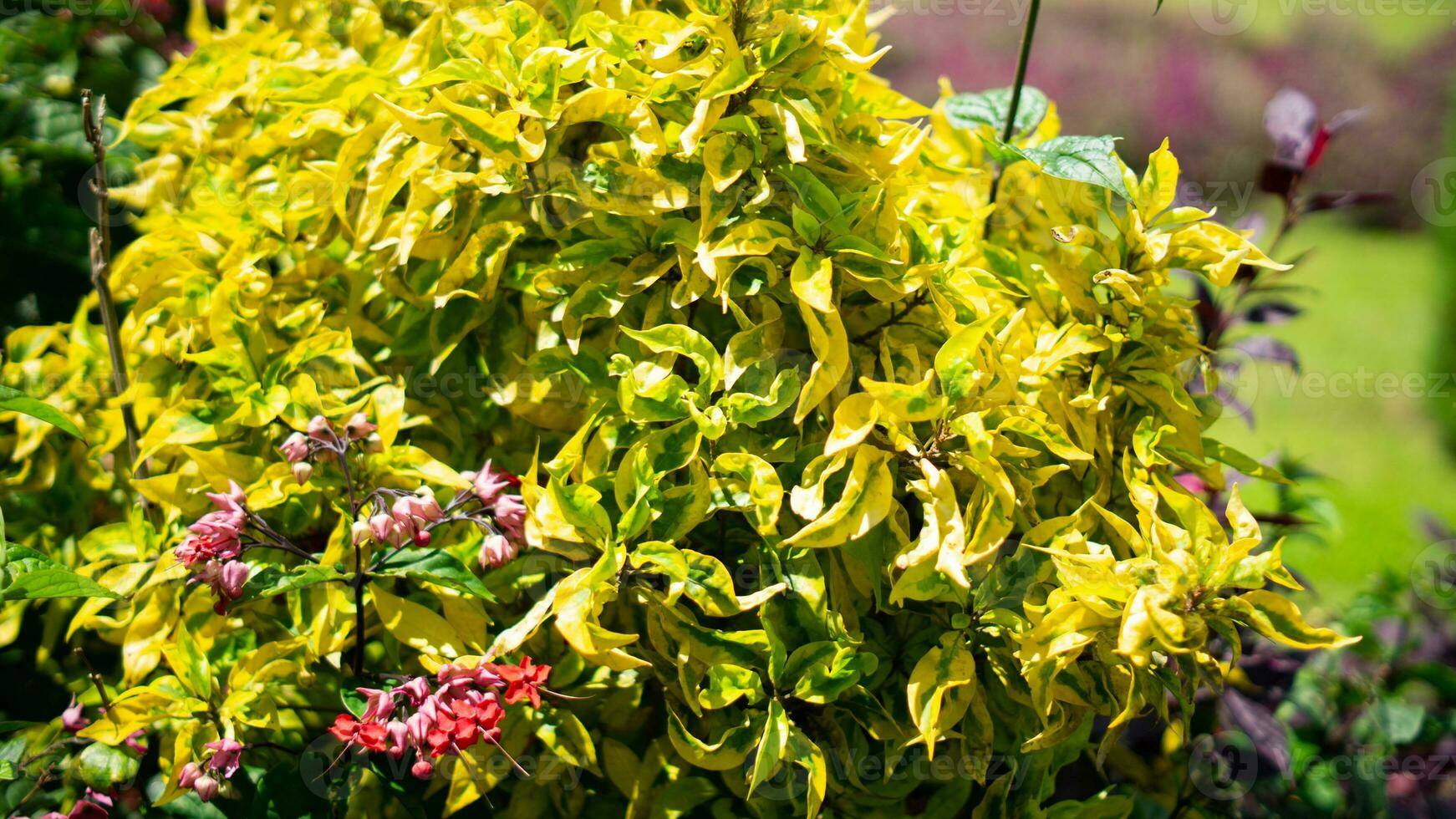 la nature Jaune fleur et feuille photo