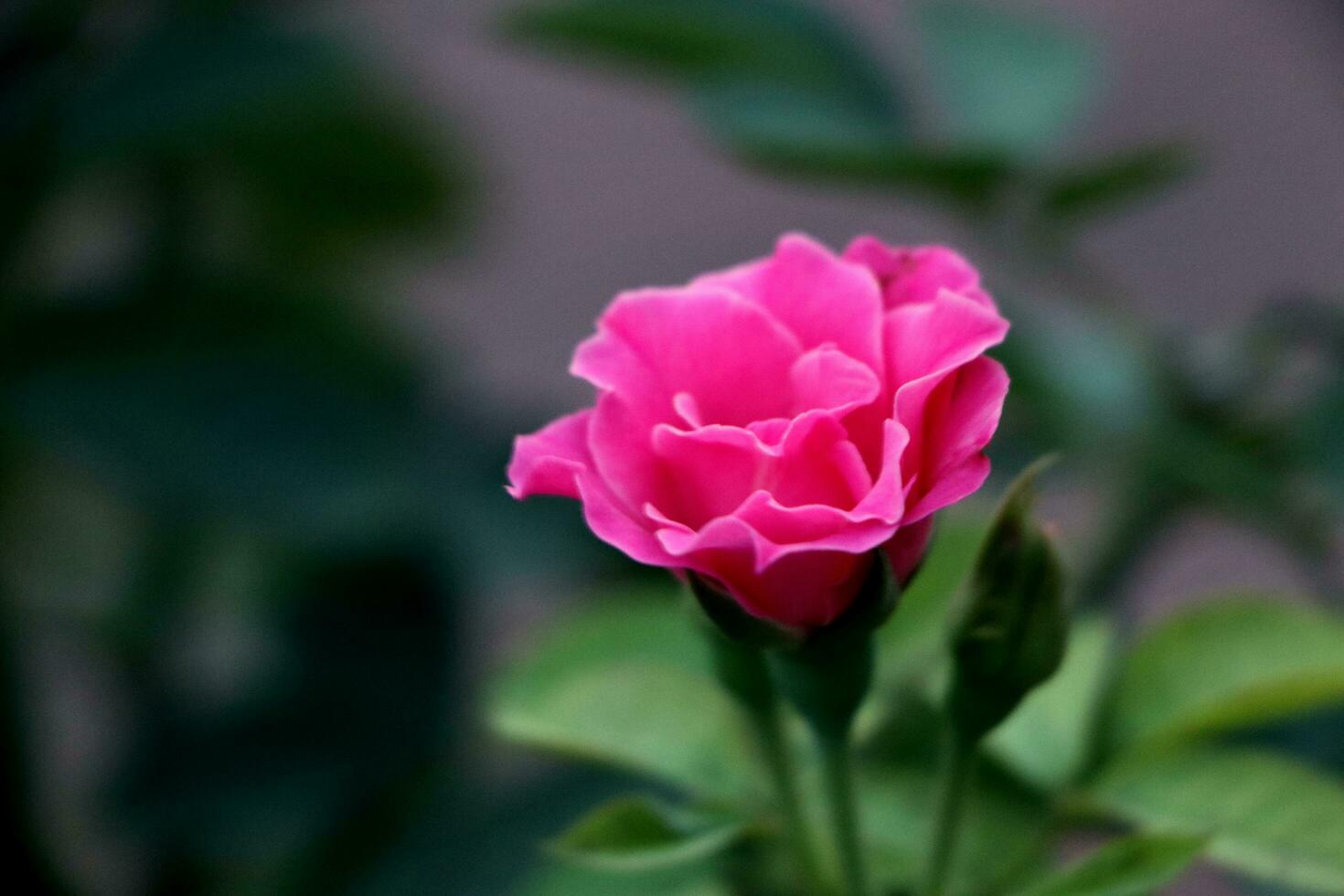 une rose fleur avec vert Contexte photo