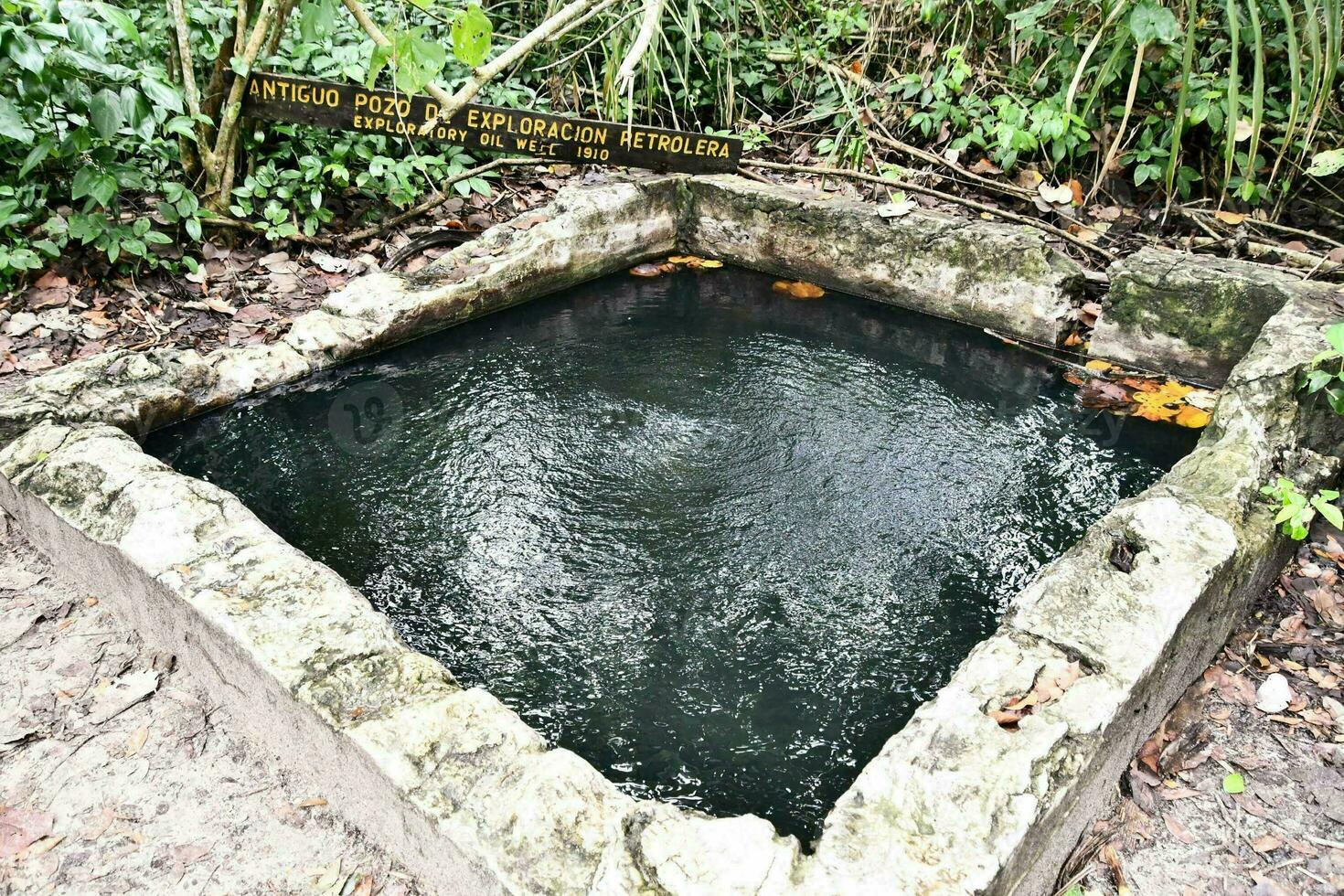 une petit bassin dans le milieu de une jungle photo