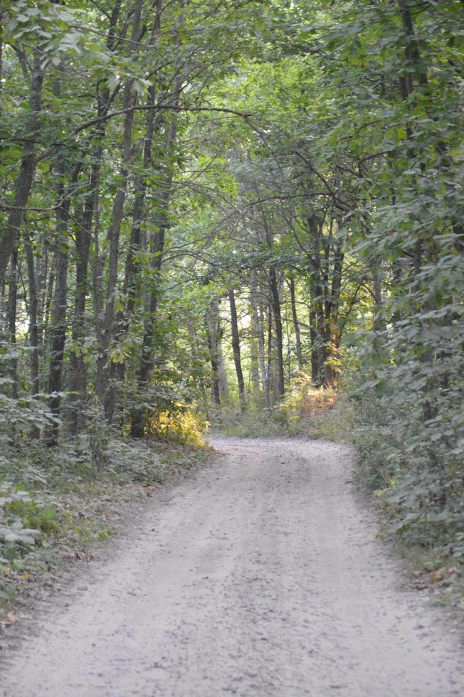 pistes de camions en forêt route rurale hors route photo