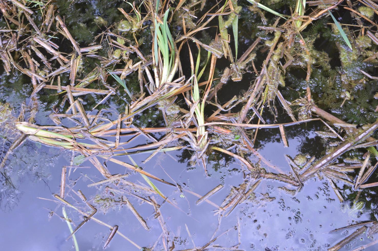 roseaux et algues de la végétation lacustre photo