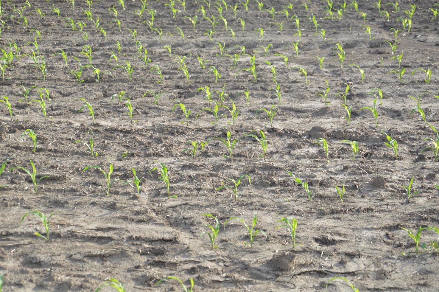 un champ labouré dans les collines photo