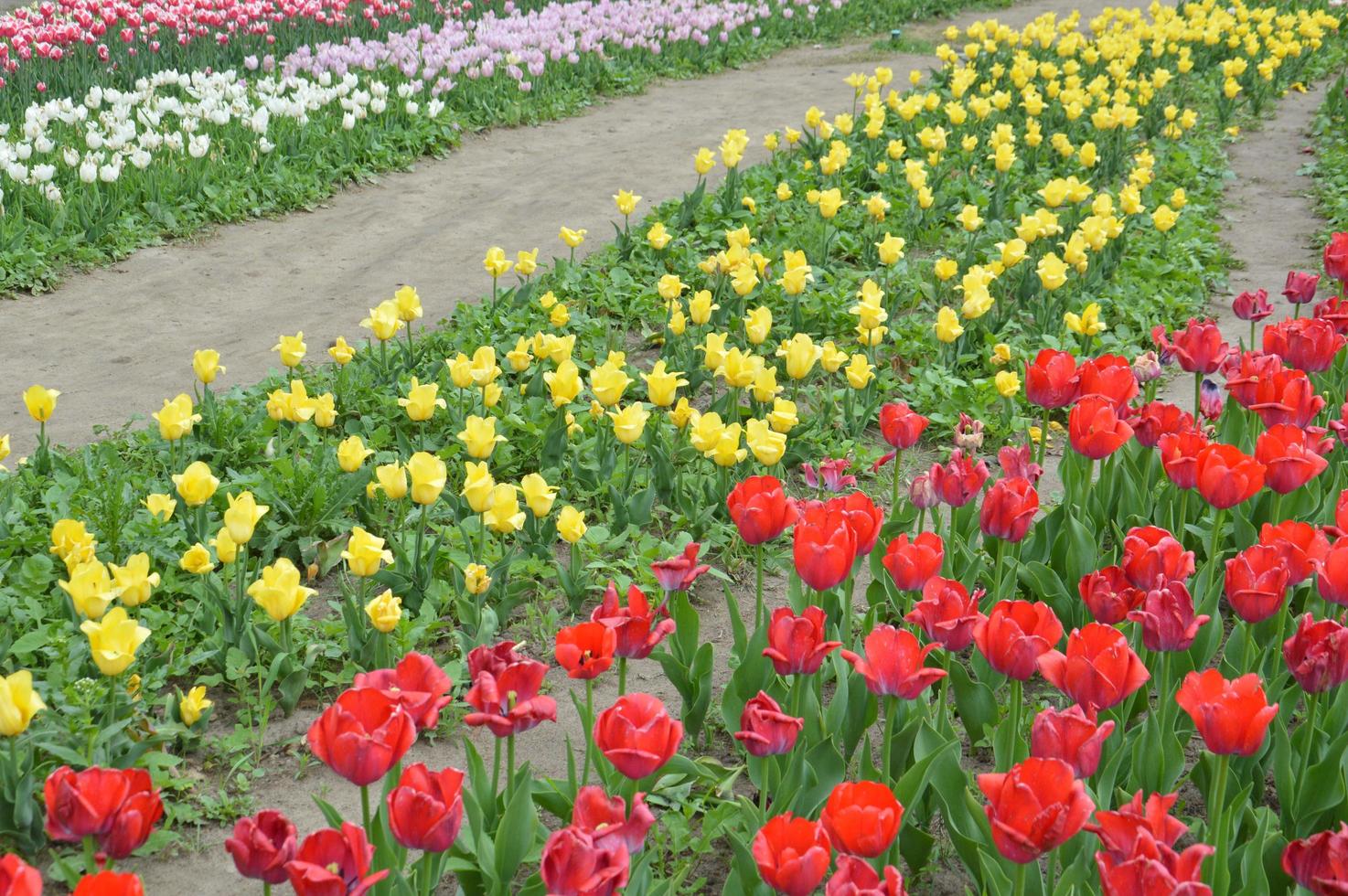 texture d'un champ de tulipes fleuries multicolores photo