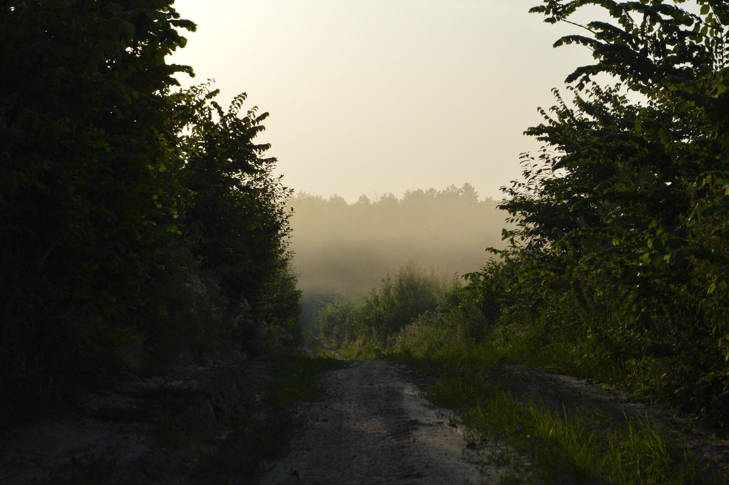 panorama de brouillard dans la forêt au-dessus des arbres photo