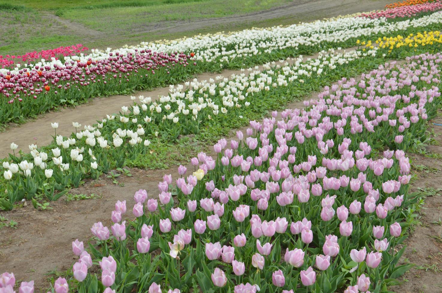 texture d'un champ de tulipes fleuries multicolores photo