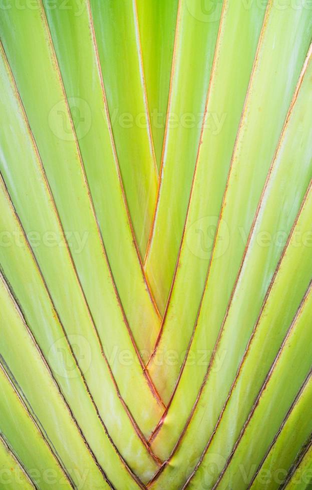 fond de banane arbre photo