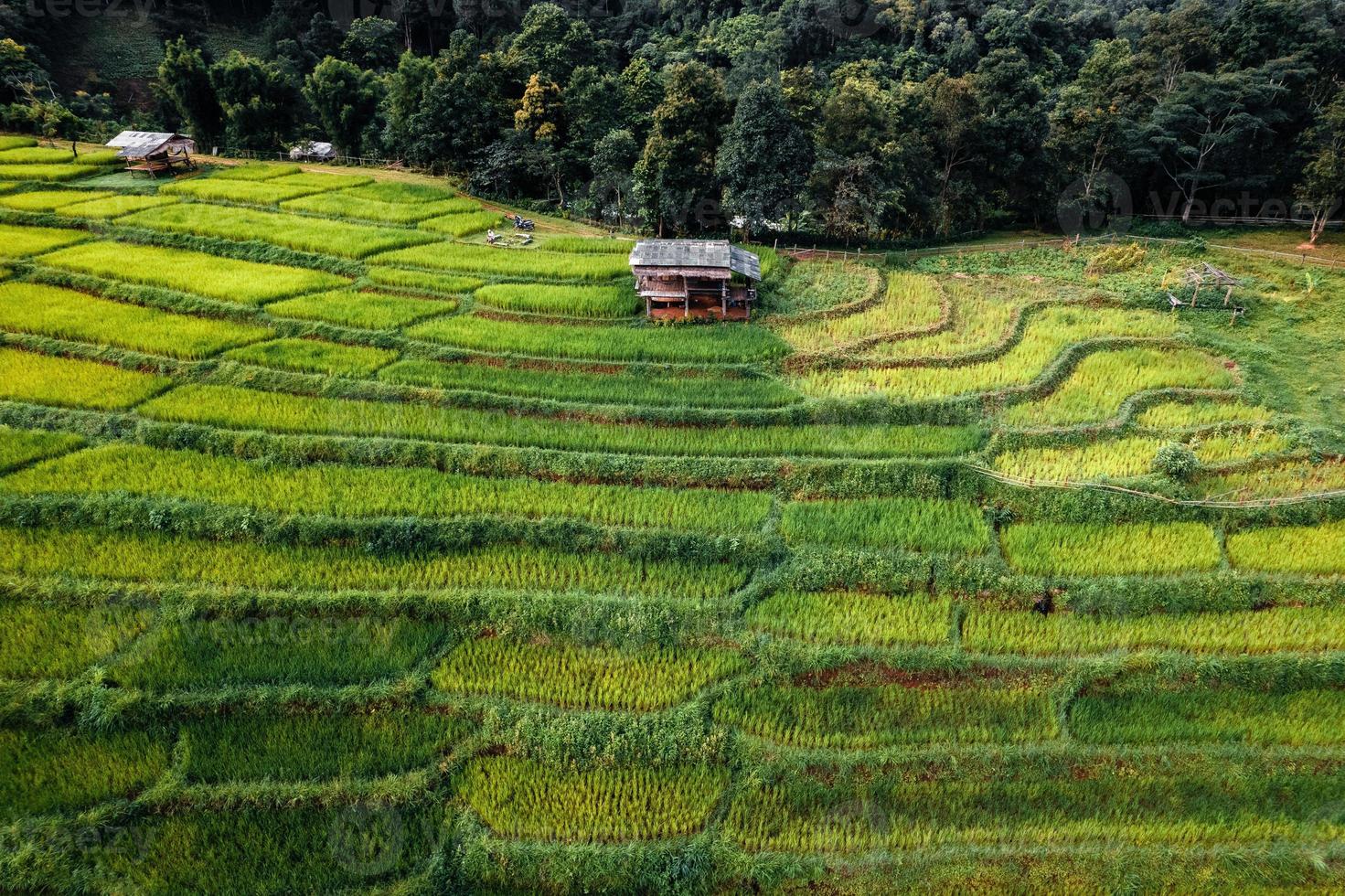 rizières vertes pendant la saison des pluies du haut au-dessus photo
