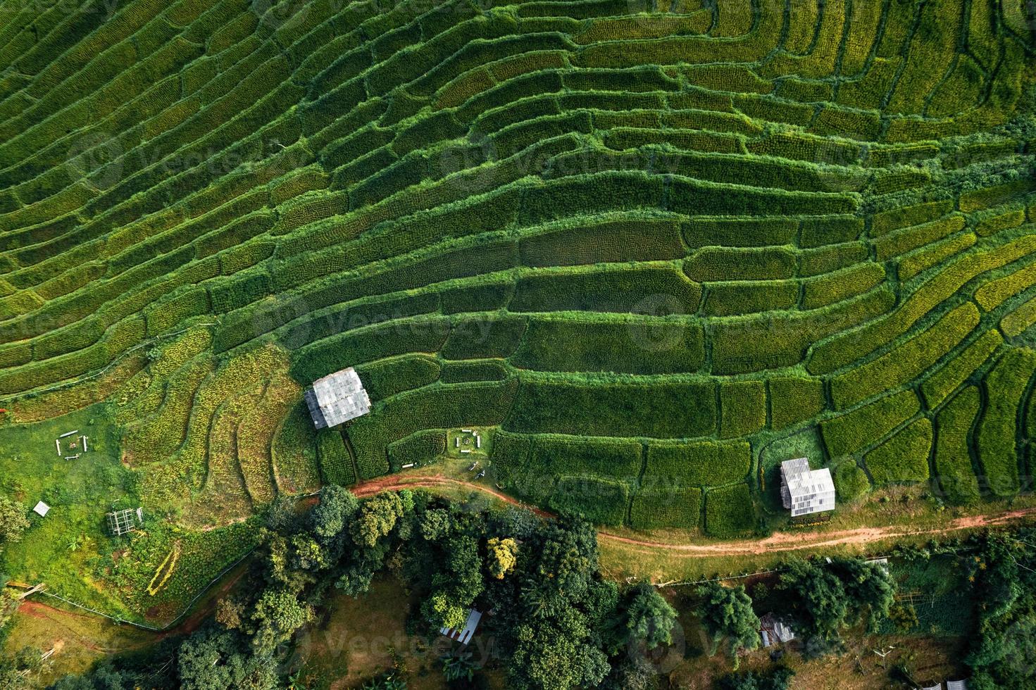 rizières vertes pendant la saison des pluies du haut au-dessus photo