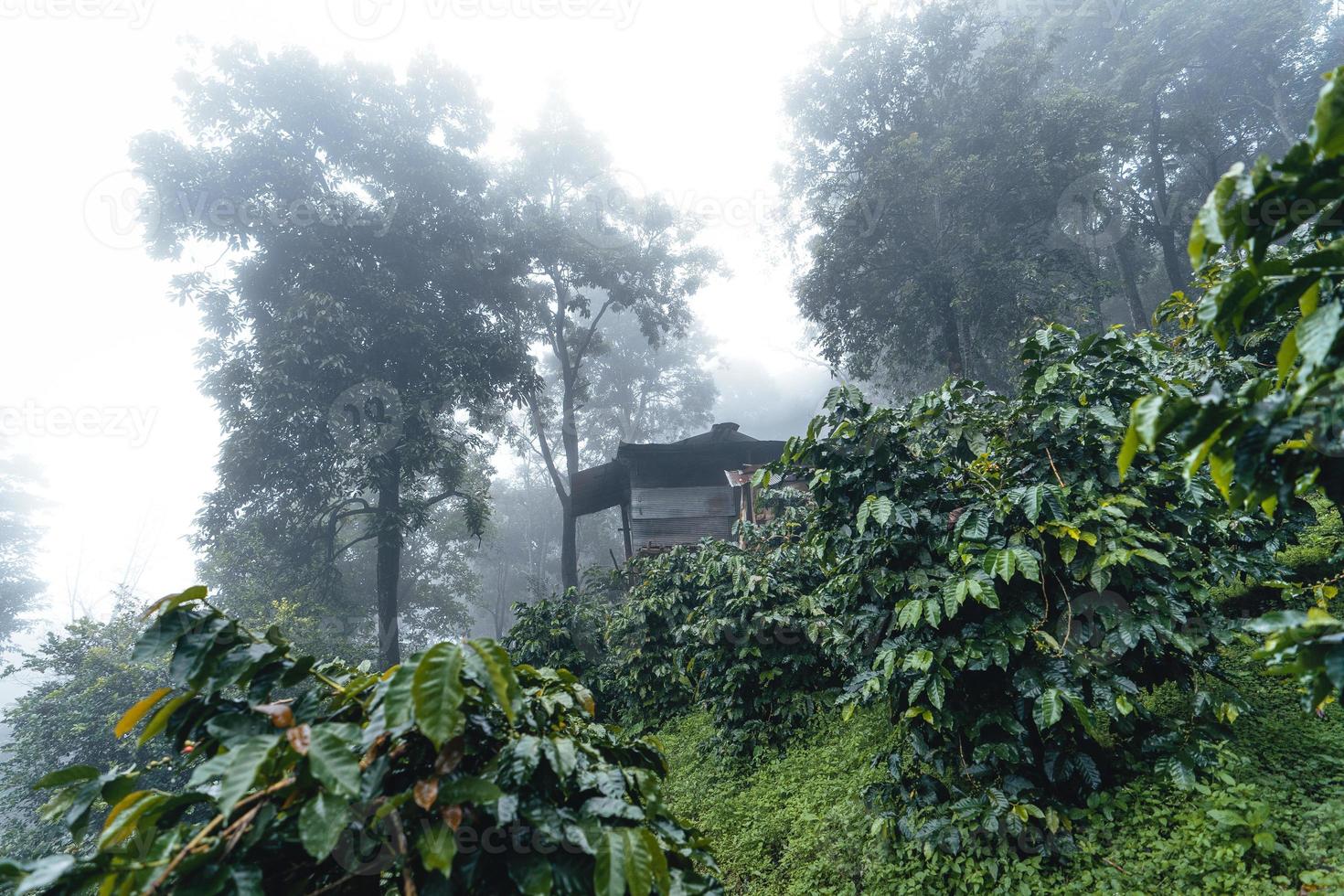 plantation de café dans la forêt brumeuse en asie du sud photo