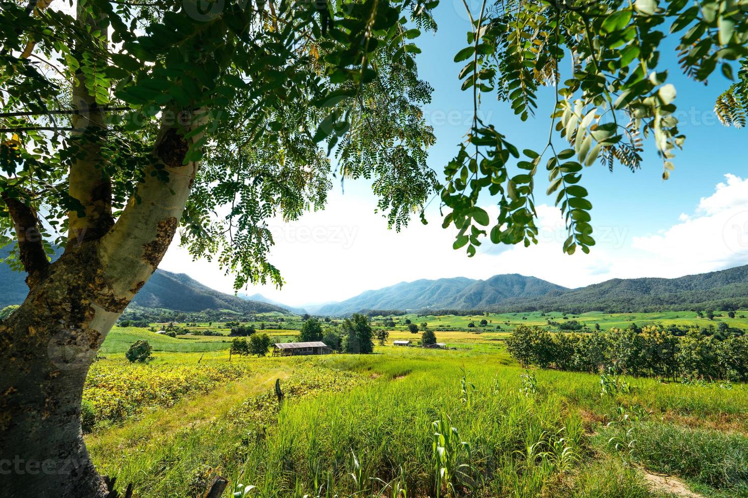 vues sur les paysages de terrain et champs verts par temps clair photo