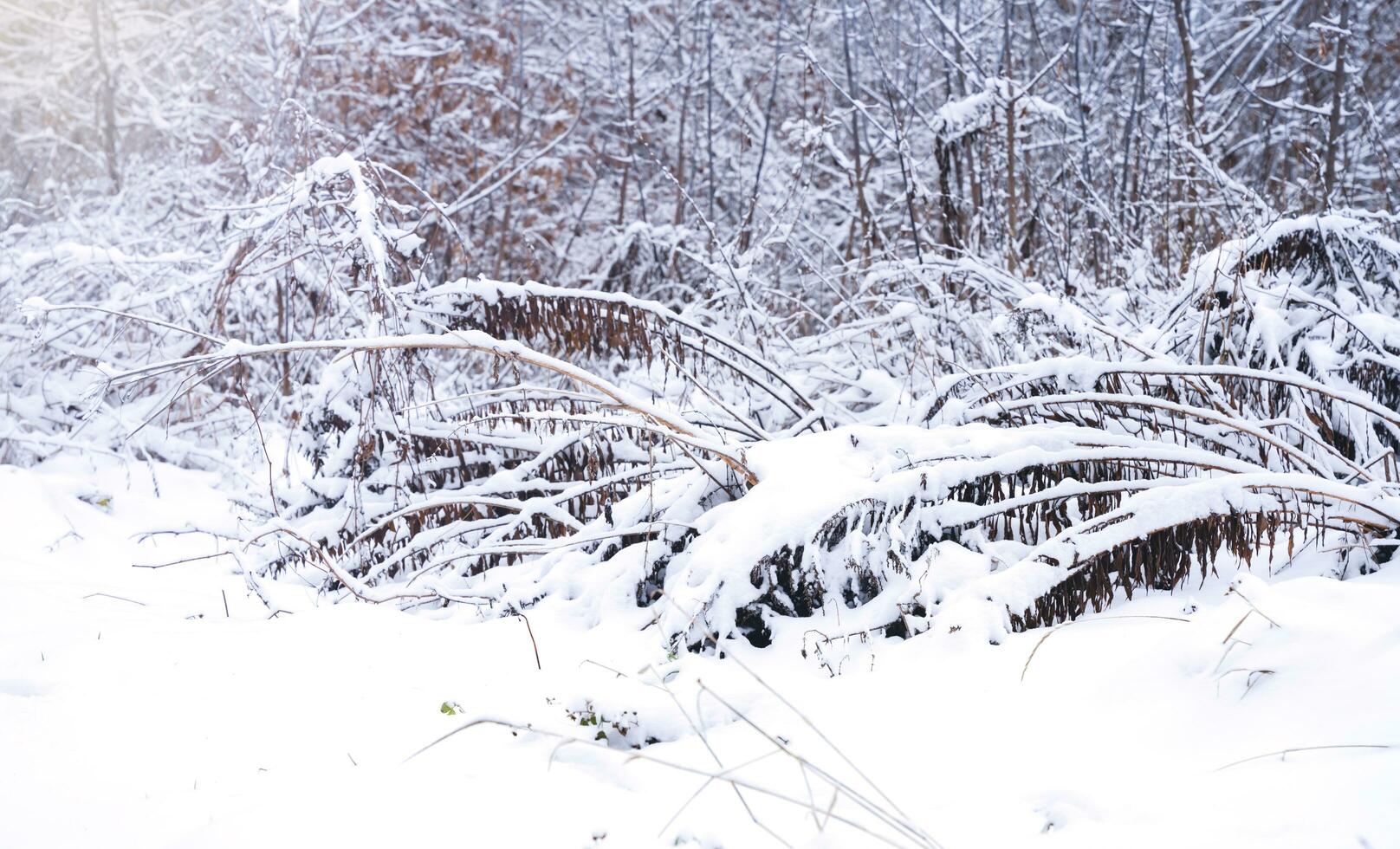 hiver paysage dans le forêt. des arbres et herbe dans le neige. sélectif se concentrer. photo