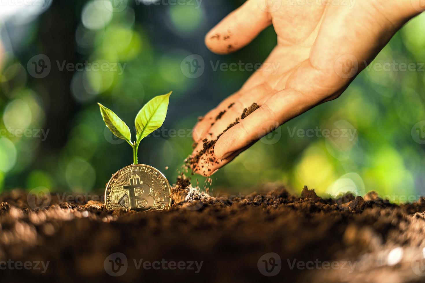 la croissance du bitcoin, les pièces du bitcoin sur le sol et les feuilles poussent. photo