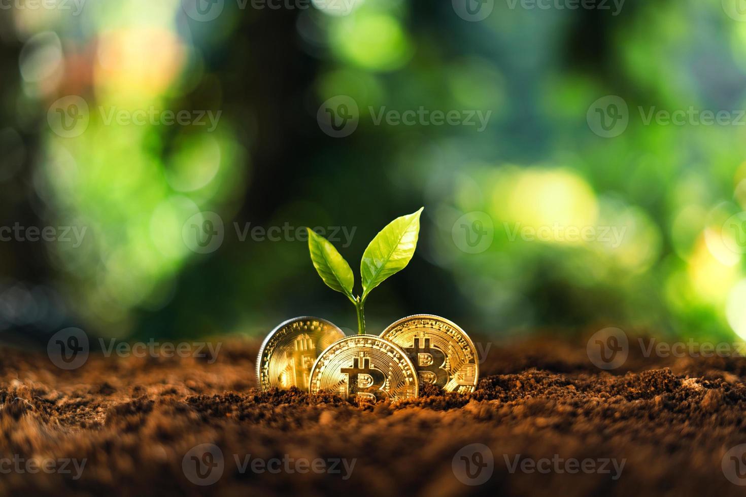 la croissance du bitcoin, les pièces du bitcoin sur le sol et les feuilles poussent. photo