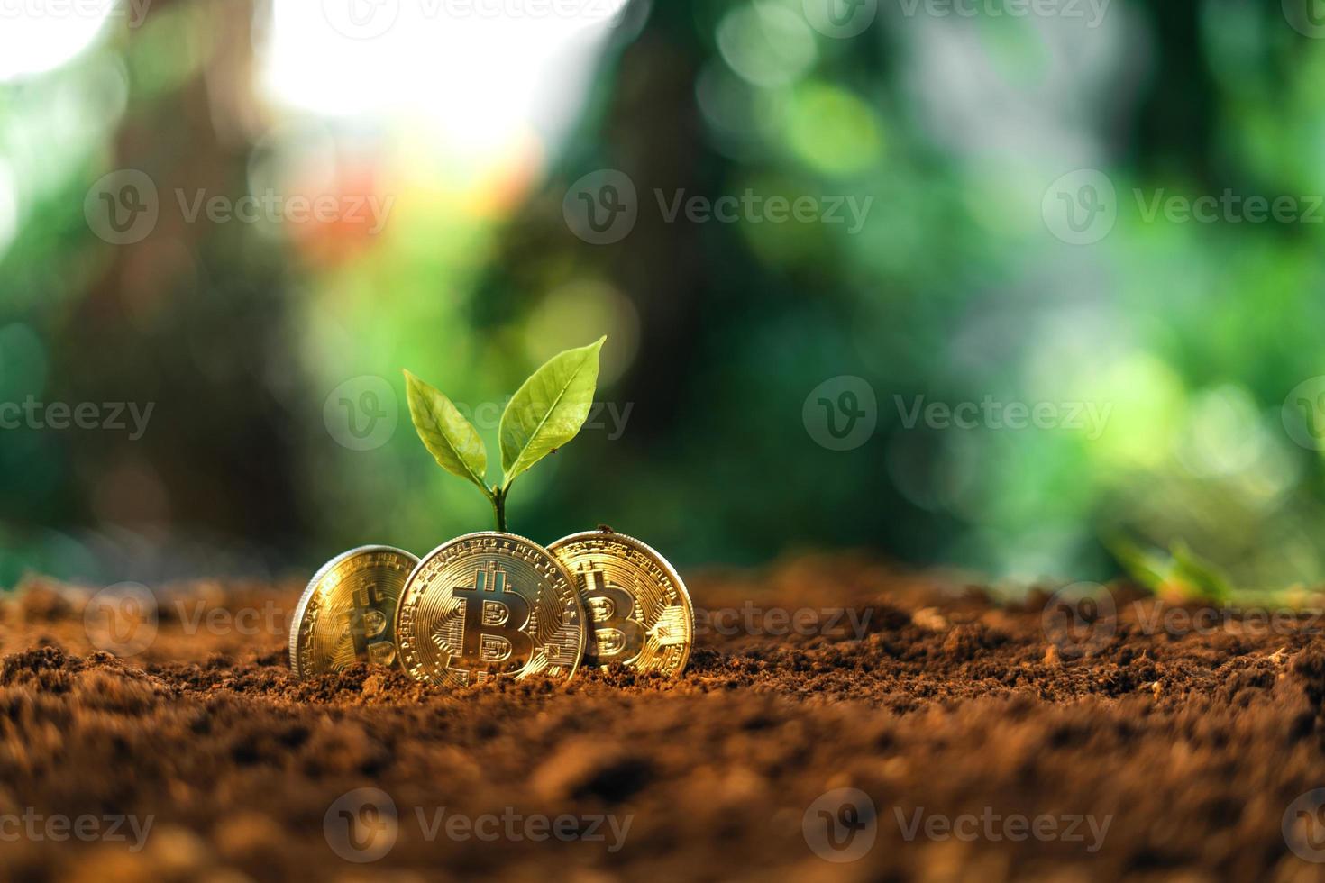la croissance du bitcoin, les pièces du bitcoin sur le sol et les feuilles poussent. photo