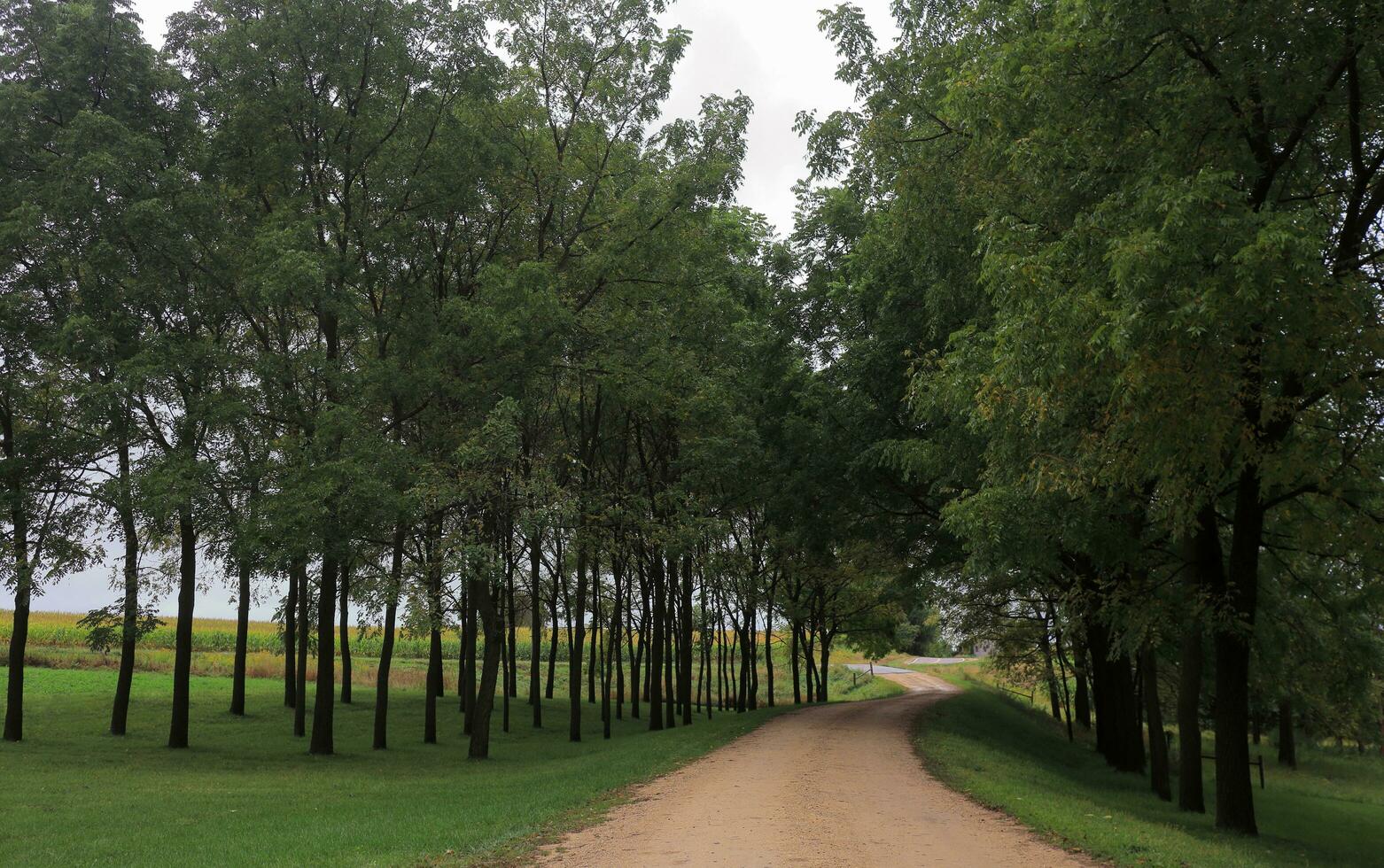 saleté route les vents par bosquet de des arbres photo