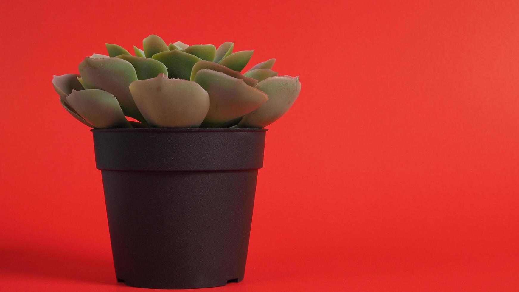 cactus artificiels ou arbre en plastique ou faux sur fond rouge. photo