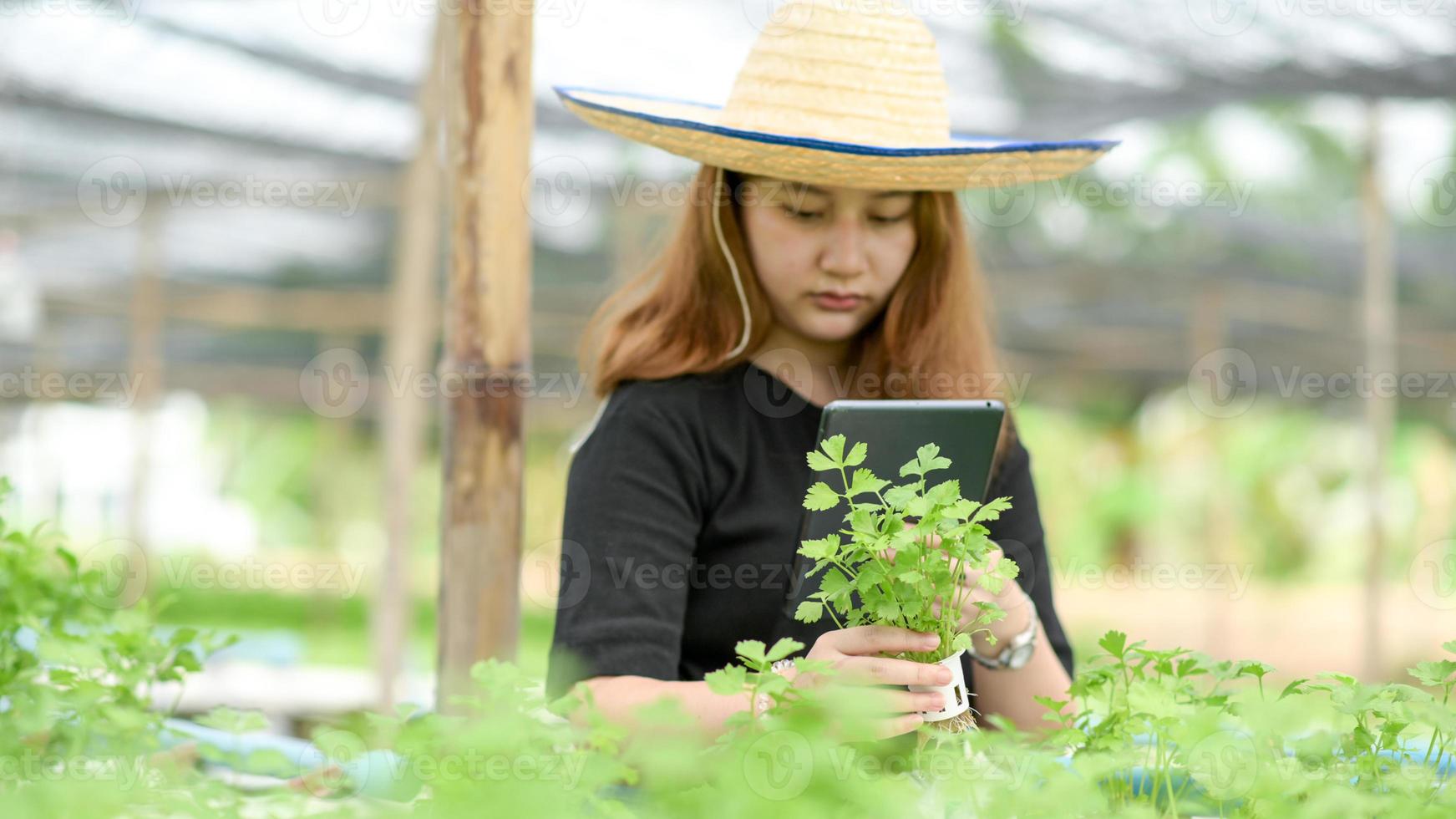 une femme au chapeau tenant une tablette prenant des photos de légumes à la main dans le jardin biologique.