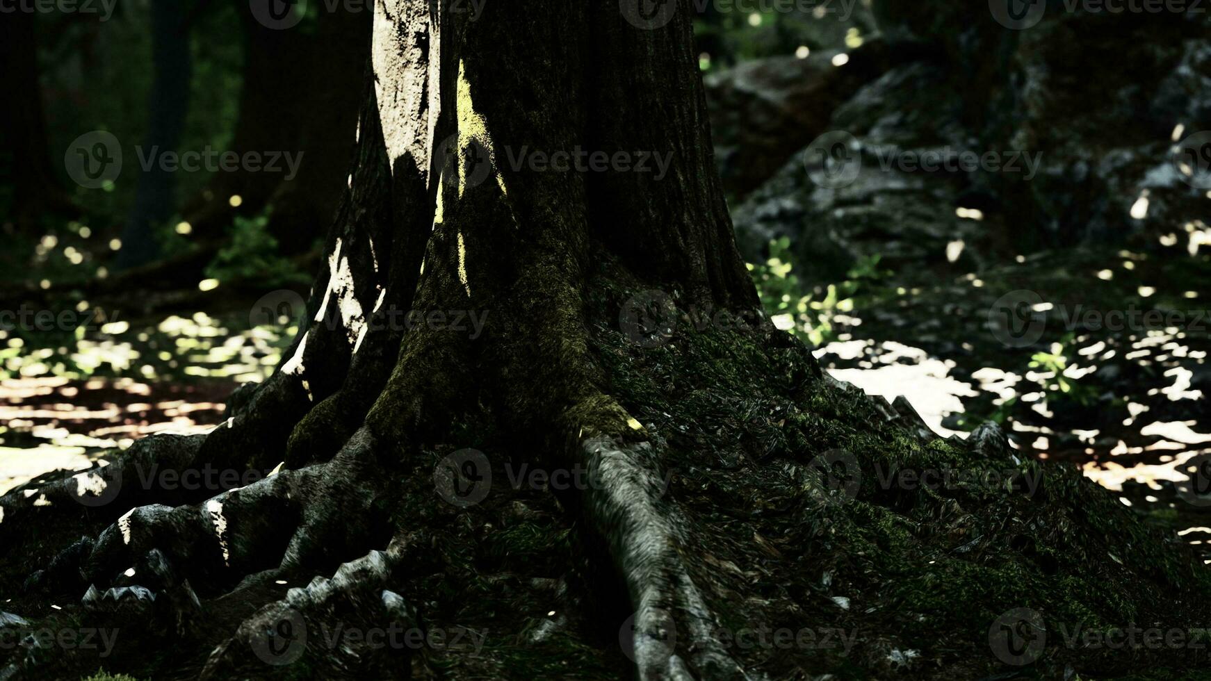 grandes et longues racines d'arbres avec de la mousse photo