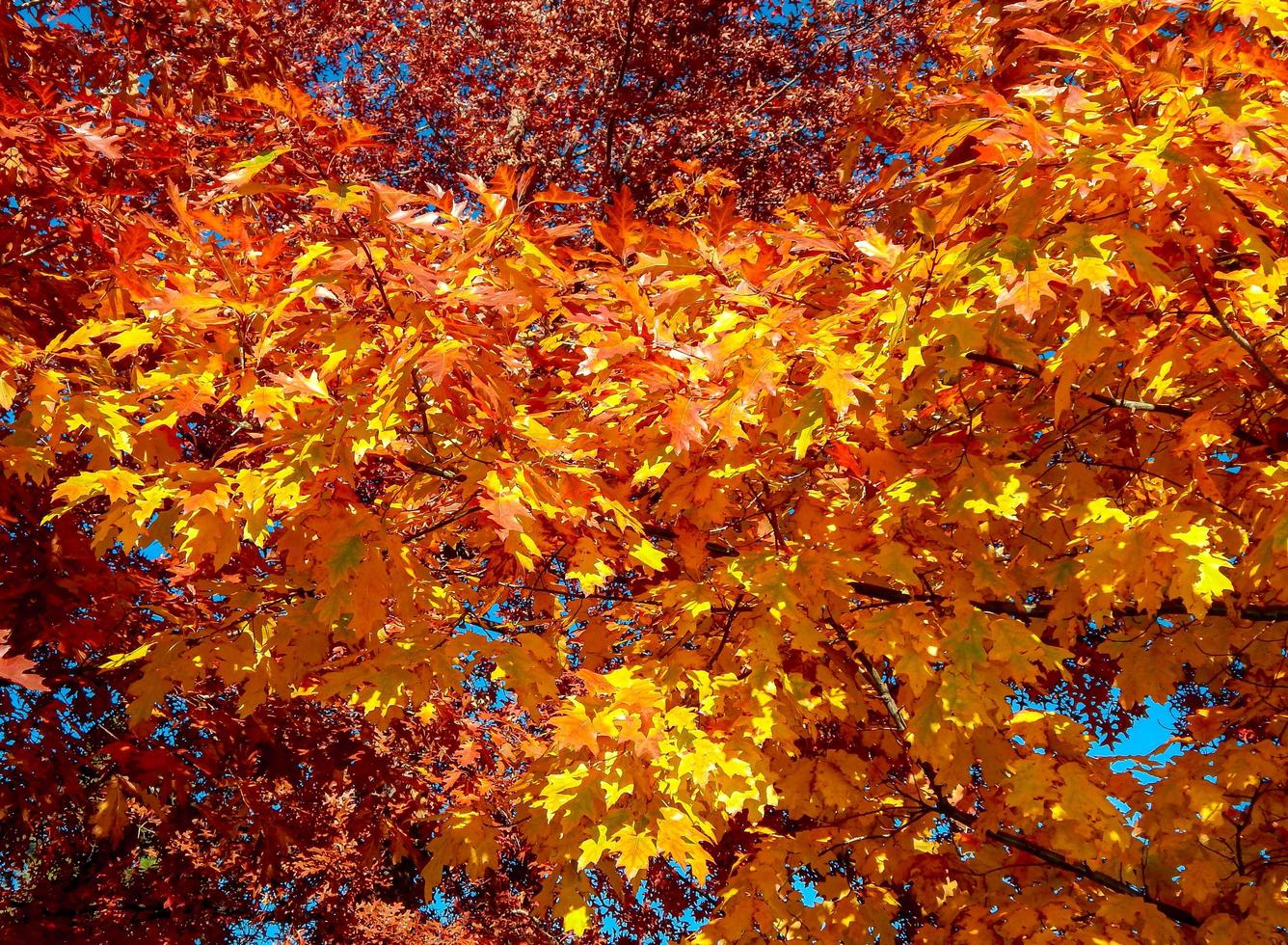 chêne coloré en octobre en virage, ou photo