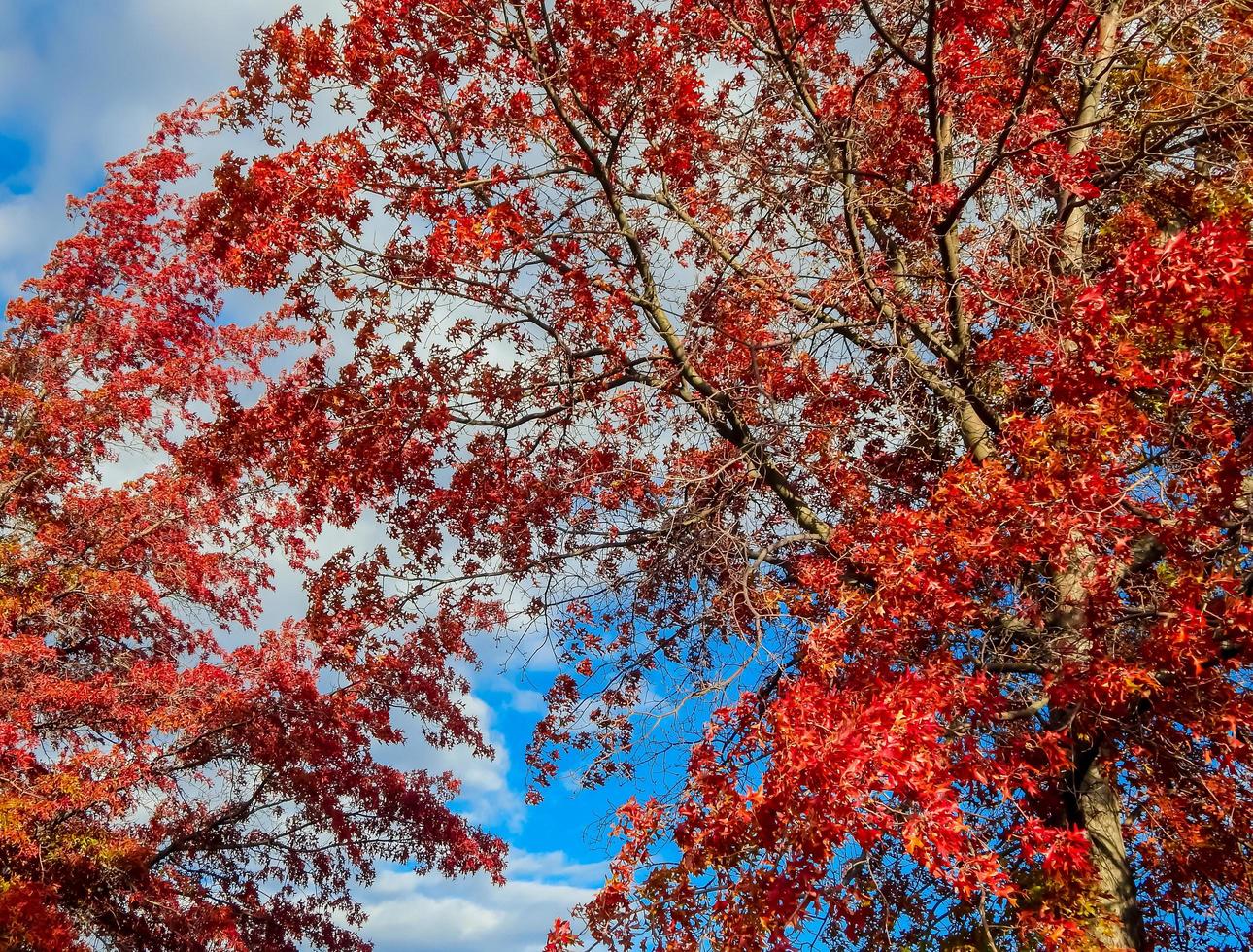 feuillage coloré dans les chênes du côté ouest de Redmond, ou photo