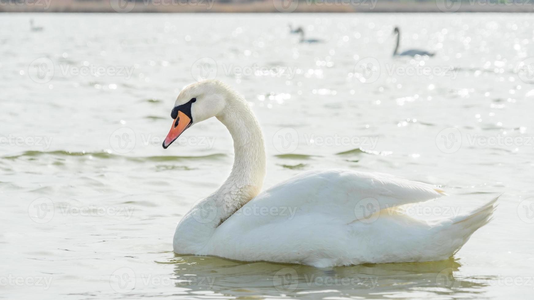 cygne blanc en gros plan, lac sasyk-sivash photo