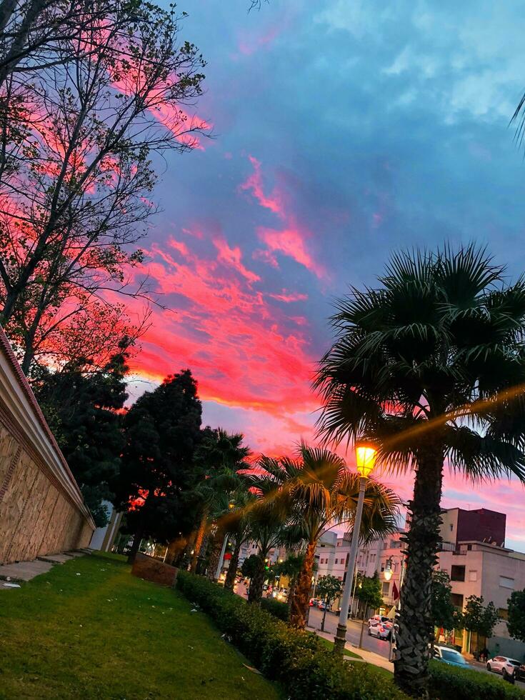 jardin avec une paume arbre surplombant le rue photo