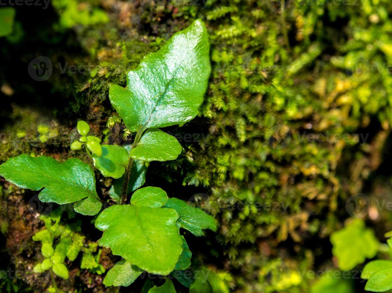 fraîcheur petites feuilles de fougère avec mousse et algues dans le jardin tropical photo