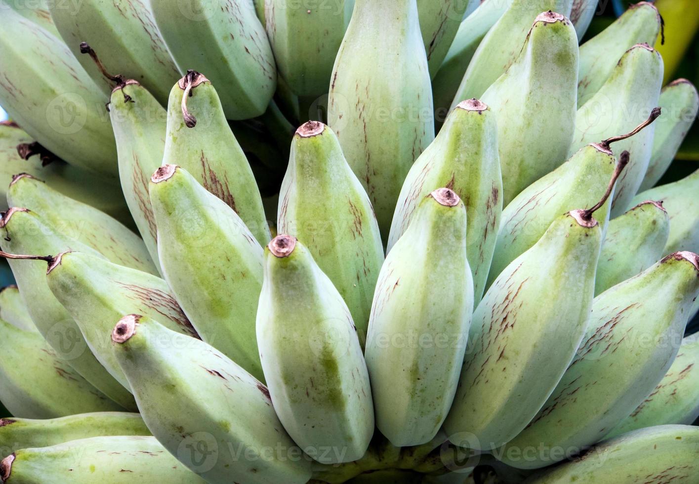bouquet de bluggoe argenté sur un bananier photo