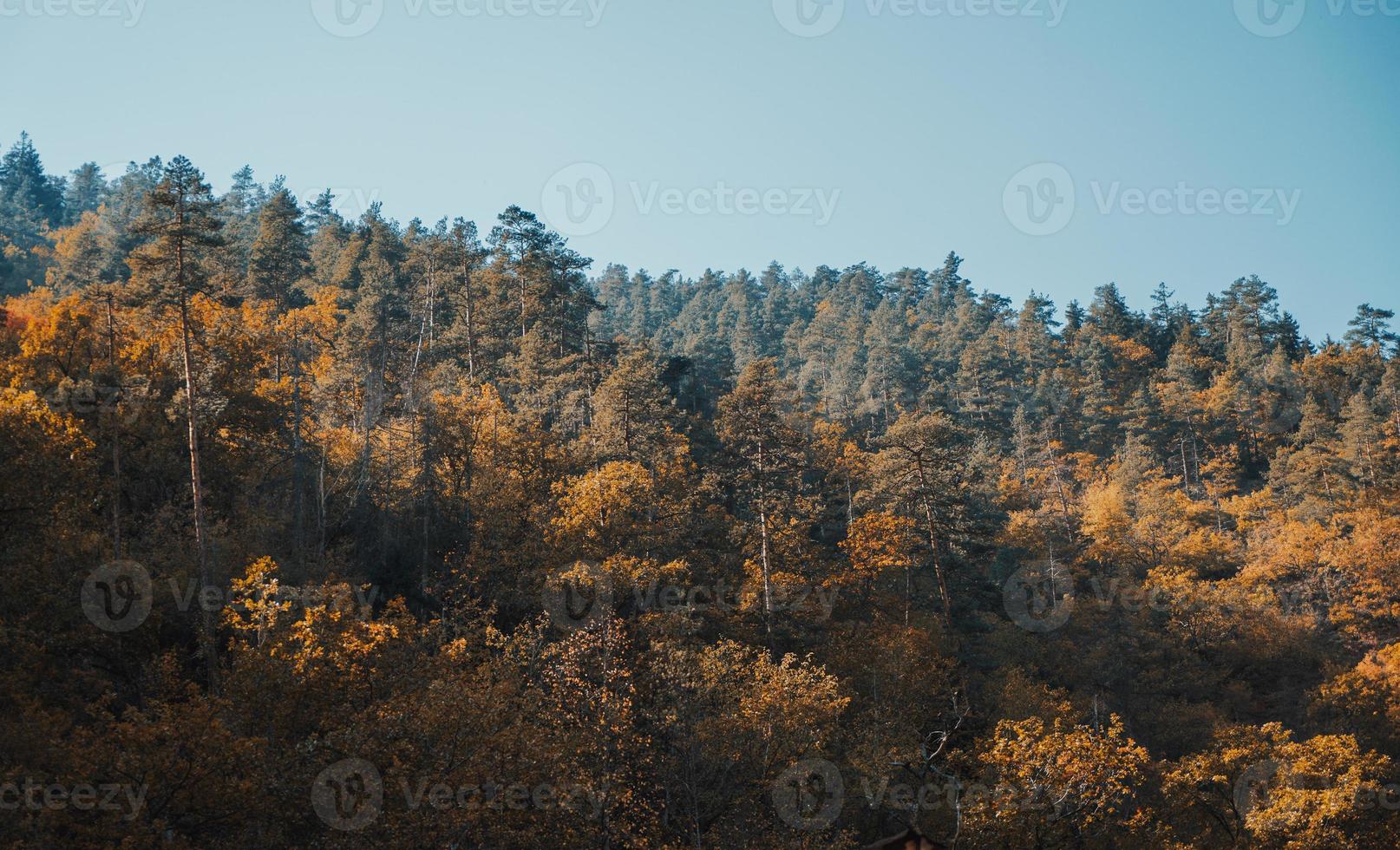 feuilles d'automne se bouchent photo