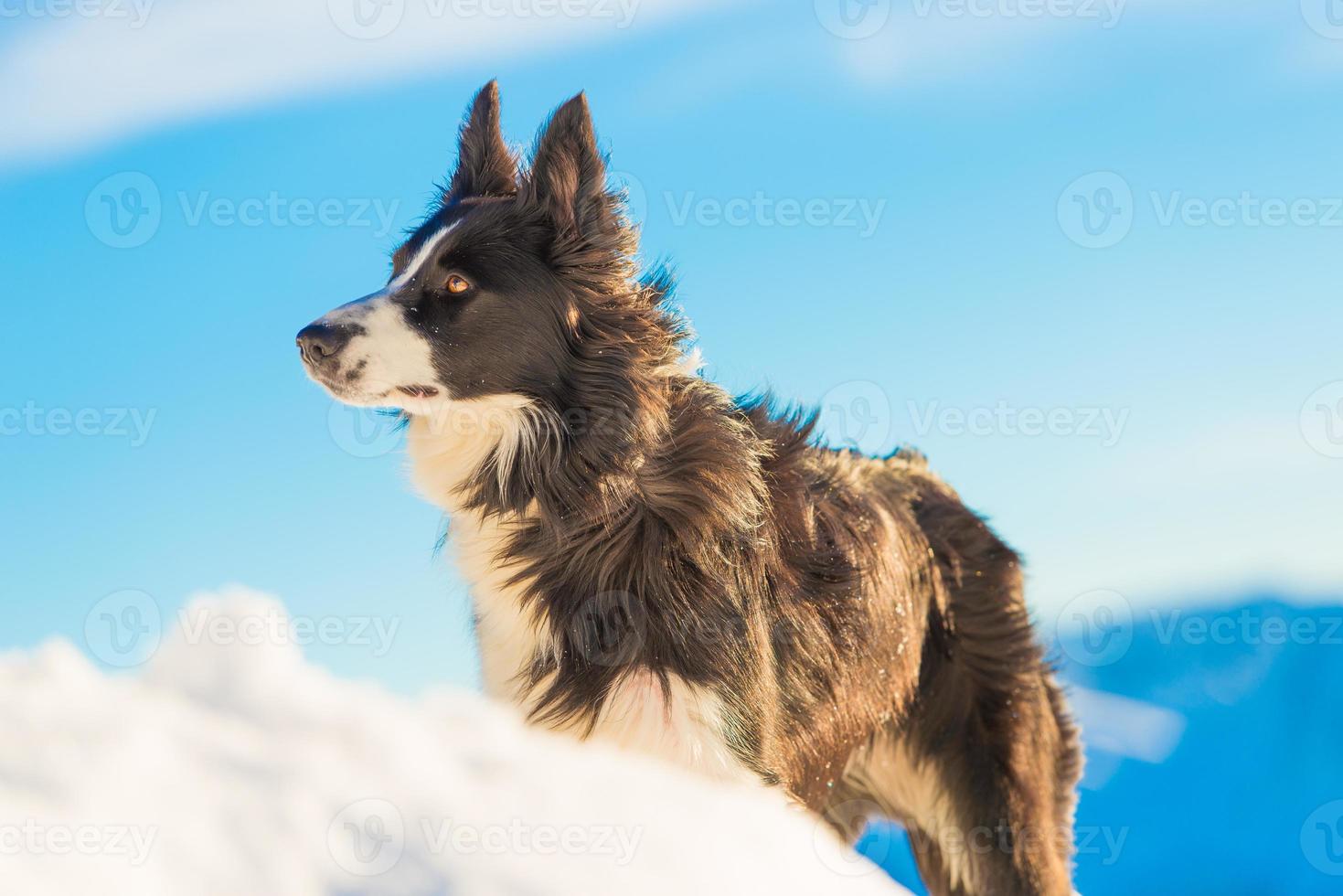 border collie sur la neige photo