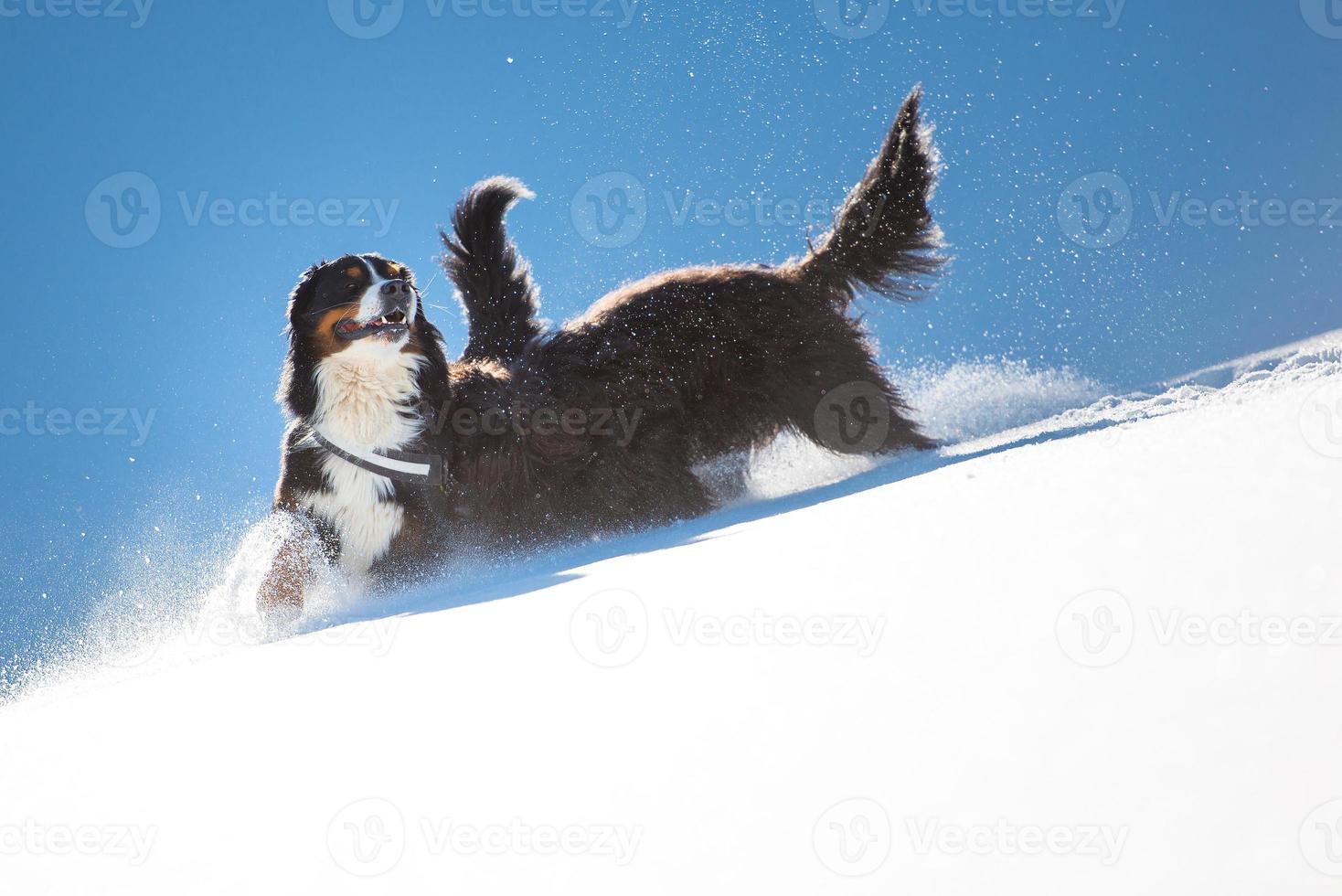 Bergamasco berger est bernois jouant dans la neige photo