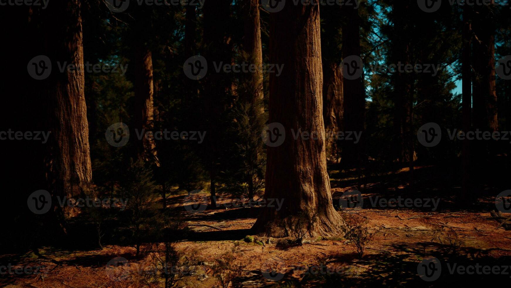 groupe de géant séquoia des arbres dans yosemite nationale parc sur ensoleillé journée photo