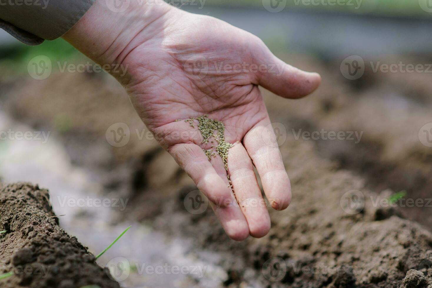 un personnes âgées homme plantation des graines dans le jardin photo