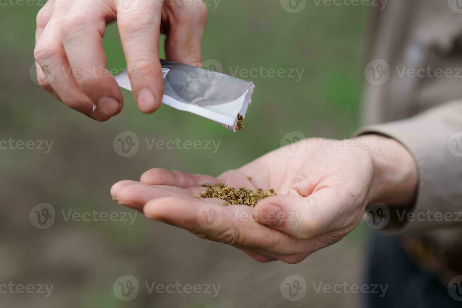 une homme verse sur le paume de betterave des graines photo