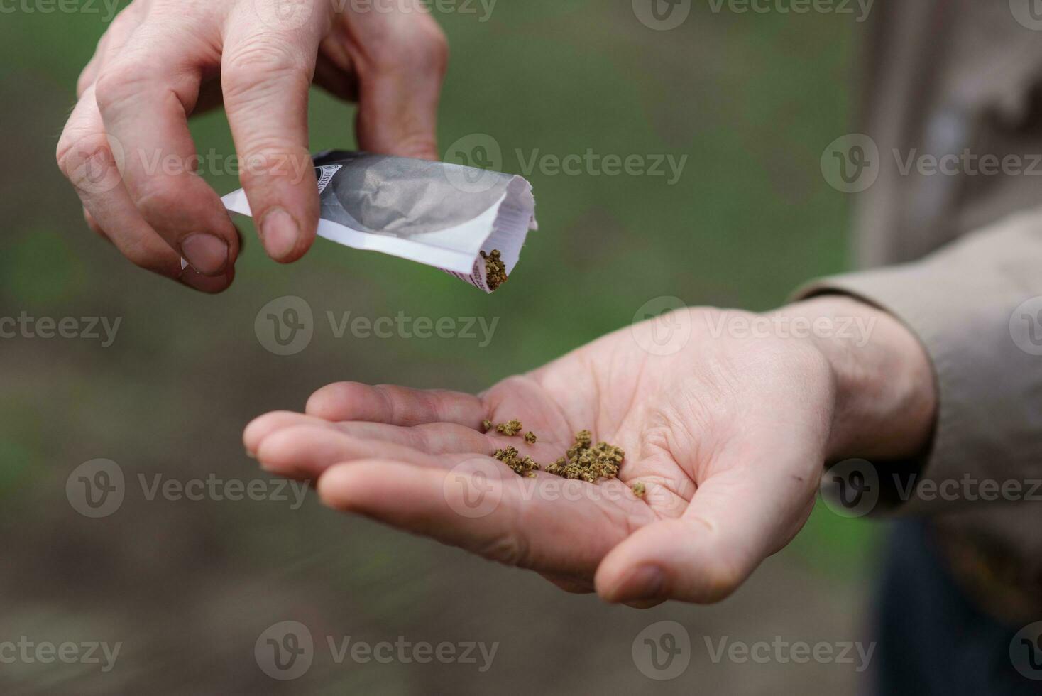 une homme verse sur le paume de betterave des graines photo