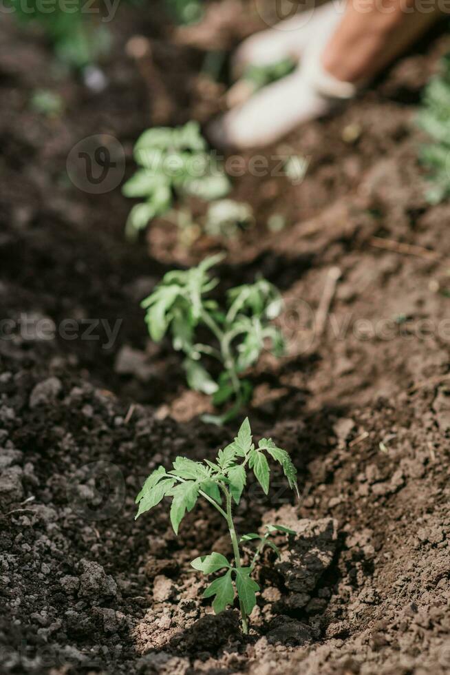 vieux femme inserts tomate semis dans le sol dans printemps photo