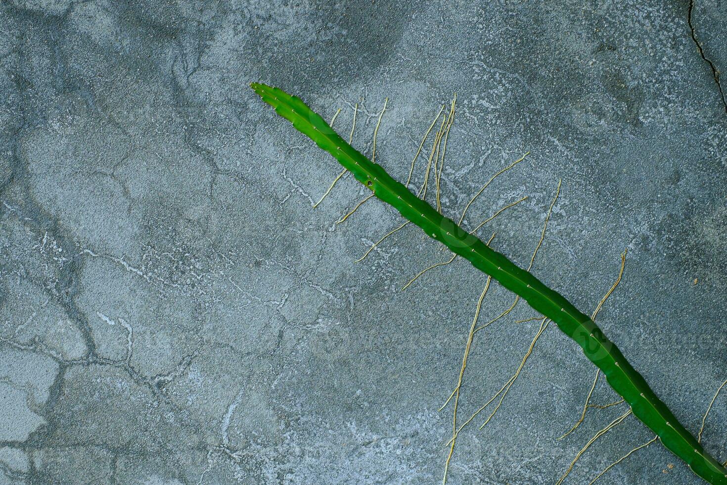 arbre fruitier du dragon poussant dans le mur de béton fissuré photo