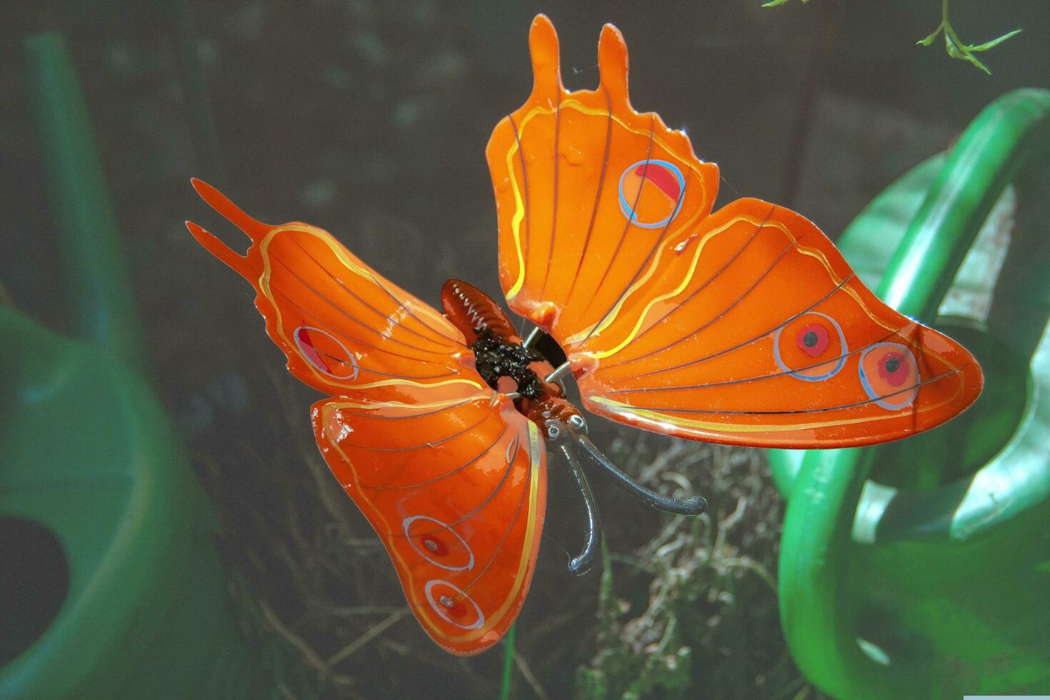 le rouge papillon regards très magnifique photo