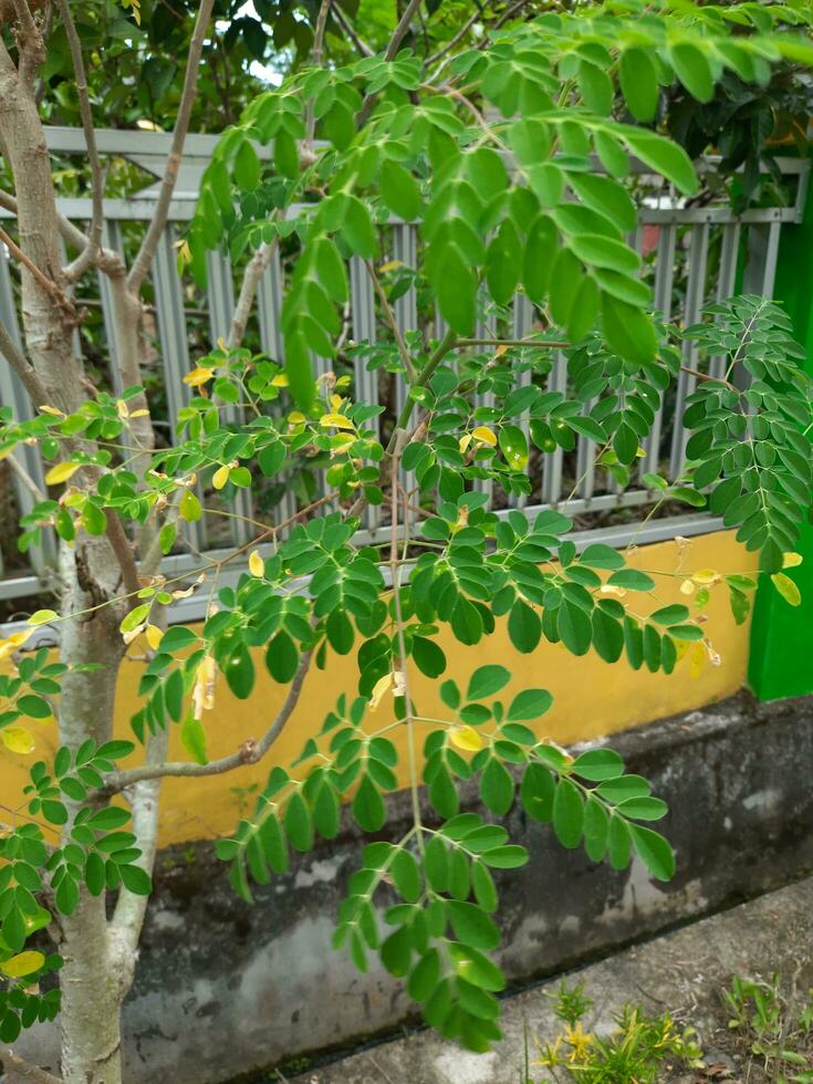 moringa oleifera les plantes grandir dans les gens mètres, leur feuilles sont une préféré légume de indonésien gens photo