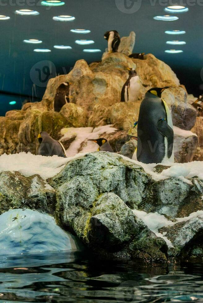 pingouins dans le aquarium à le zoo photo