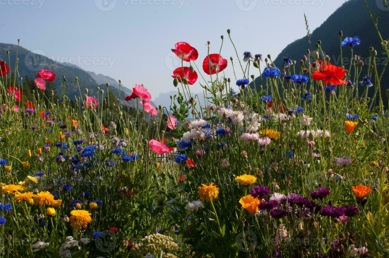 fleurs dans Vallorcine dans haute savoie ,France photo