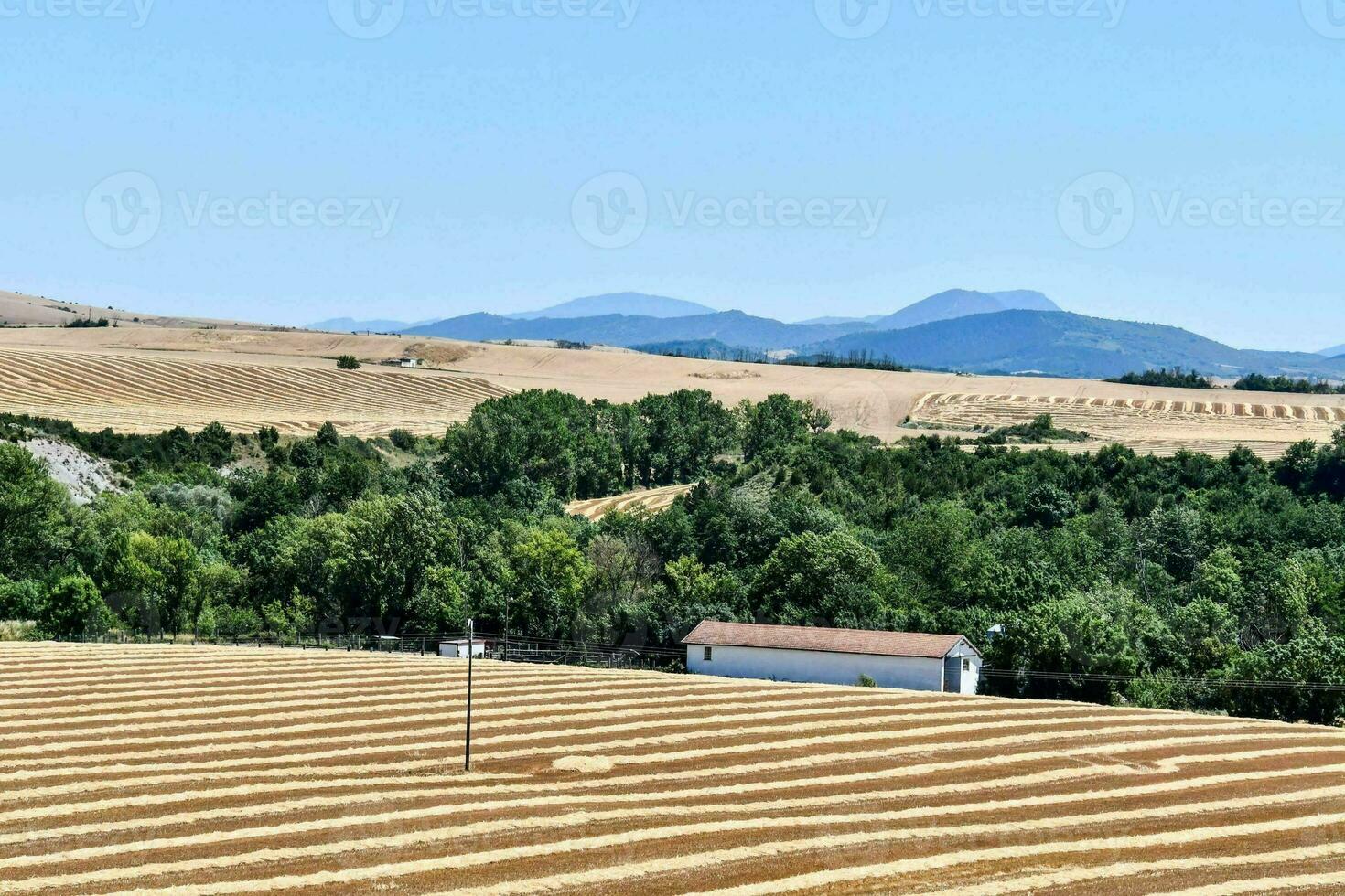 une champ avec Lignes de blé et des arbres photo