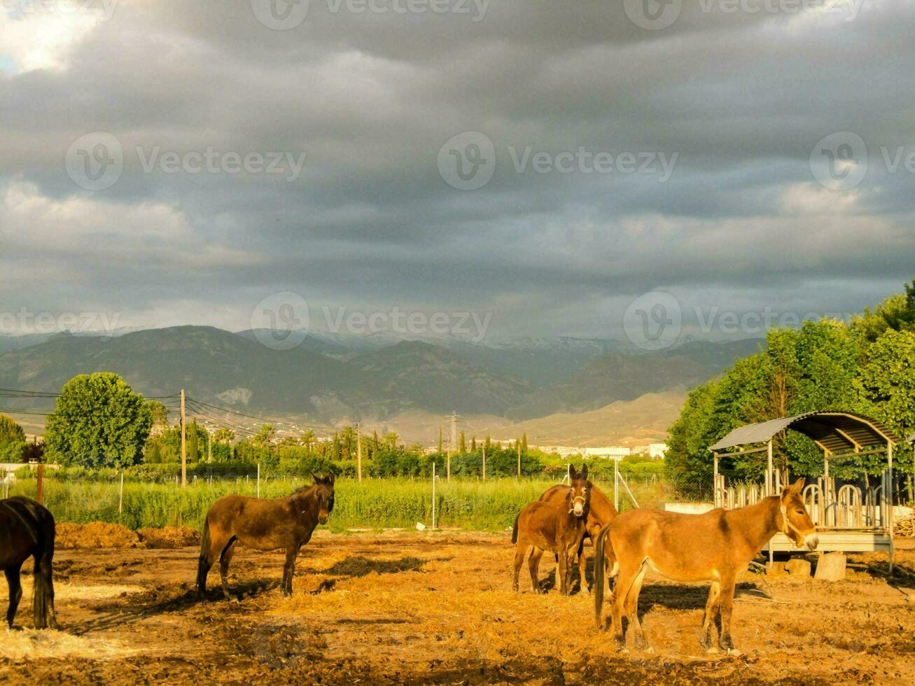 les chevaux dans le champ en dessous de une nuageux ciel photo