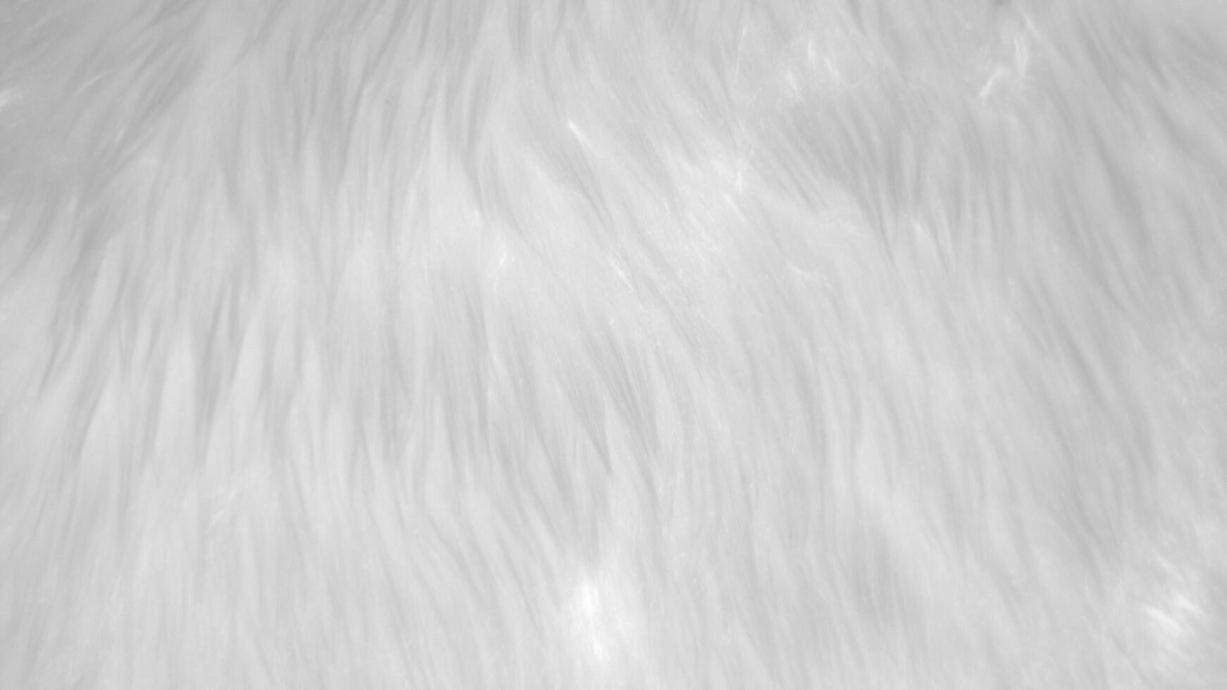 fond de texture de laine propre blanche. laine de mouton naturelle légère. coton blanc sans couture. texture de fourrure moelleuse pour les concepteurs. tapis en laine blanc fragment gros plan... photo