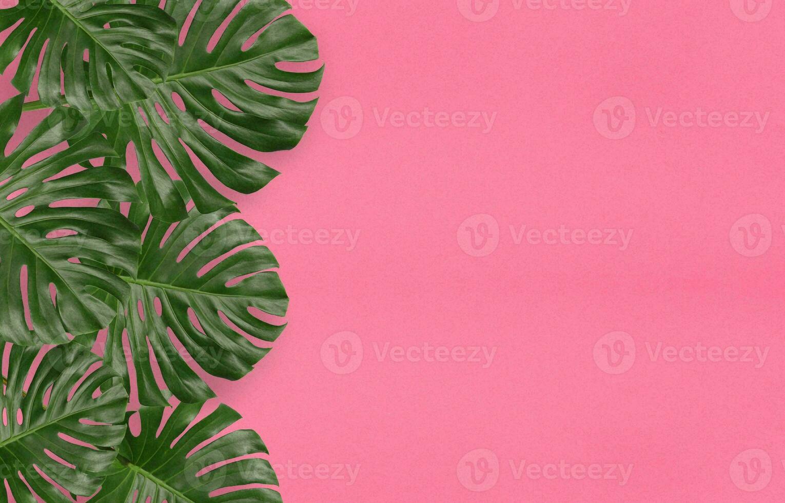 monstera feuille, tropical botanique plante dans élégant décoratif conception isolé sur vide Contexte photo