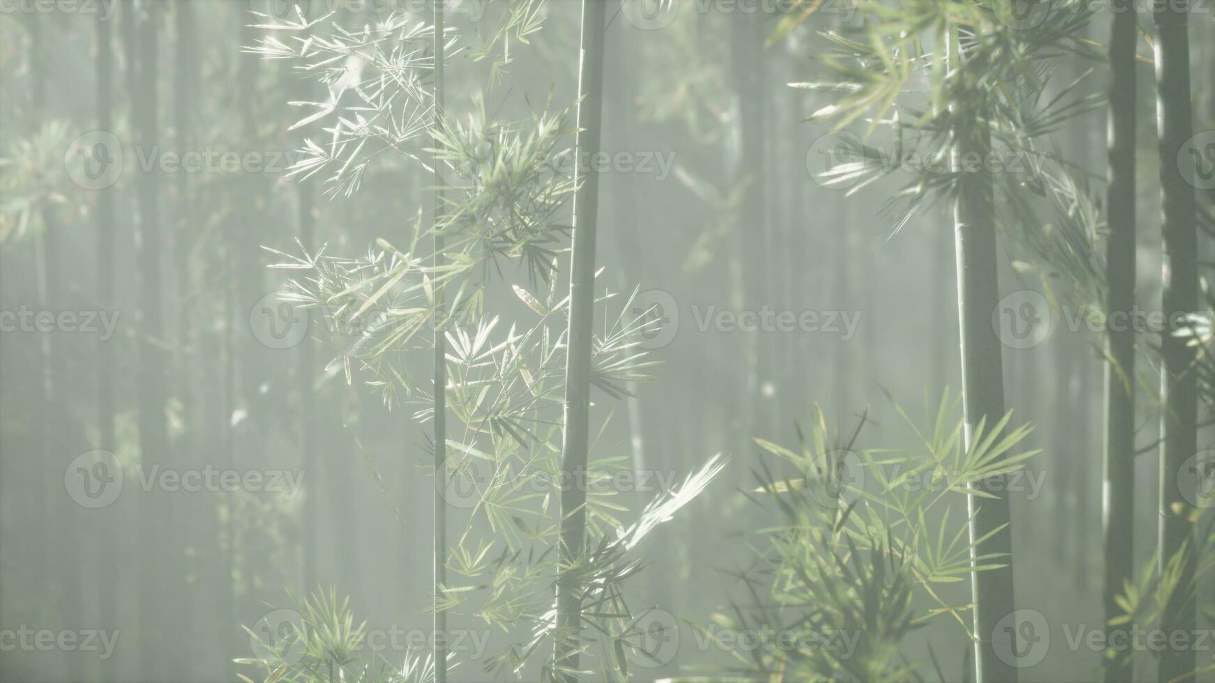 une serein bambou arbre enveloppé dans brouillard photo