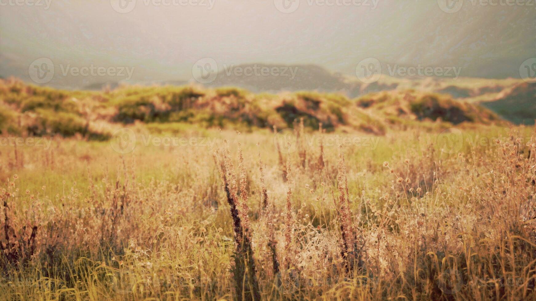 incroyable coup de une rocheux paysage partiellement couvert avec herbe dans une brouillard photo